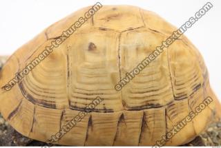 tortoise shell 0033